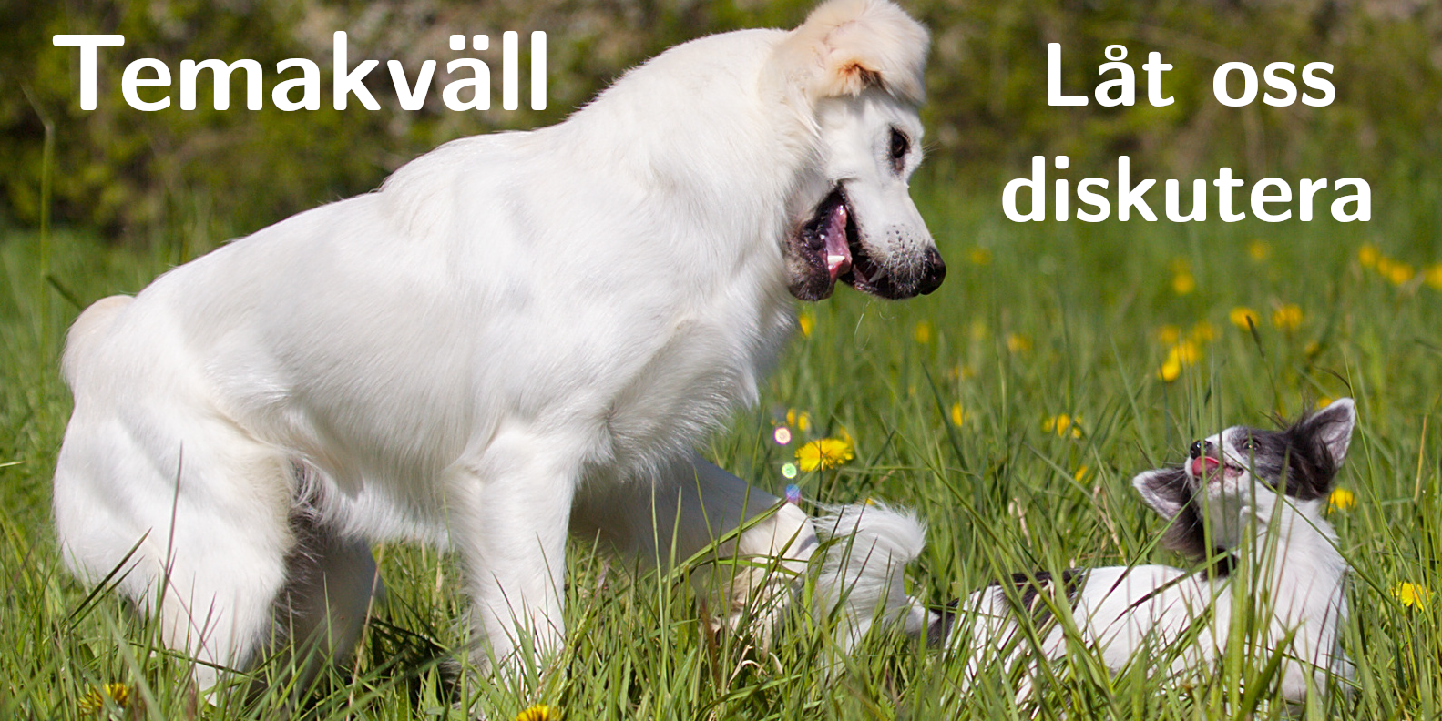 Temakväll Temakväll